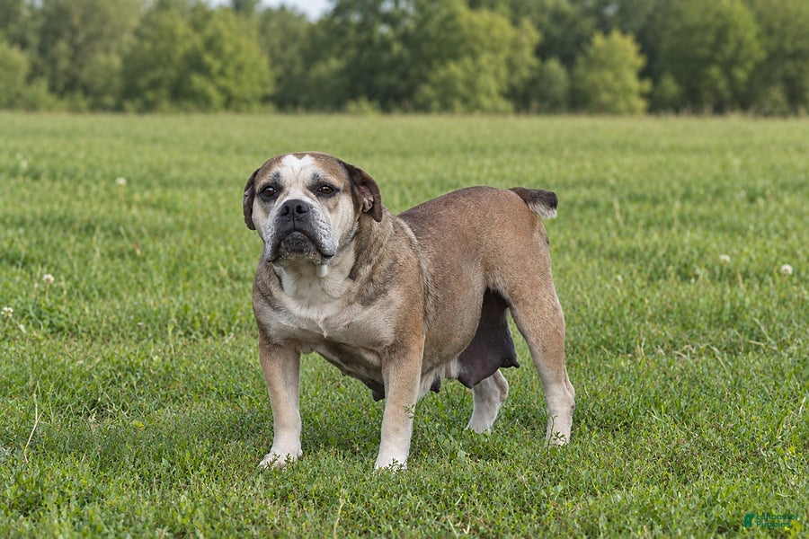 Olde English Bulldogge dogs Kathy - Ad 1