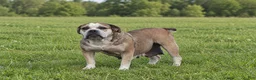 Olde English Bulldogge dogs for sale: Kathy - Ad 1
