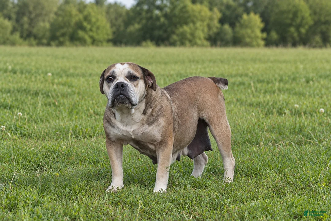 Olde English Bulldogge dogs for sale: Kathy - Ad 1