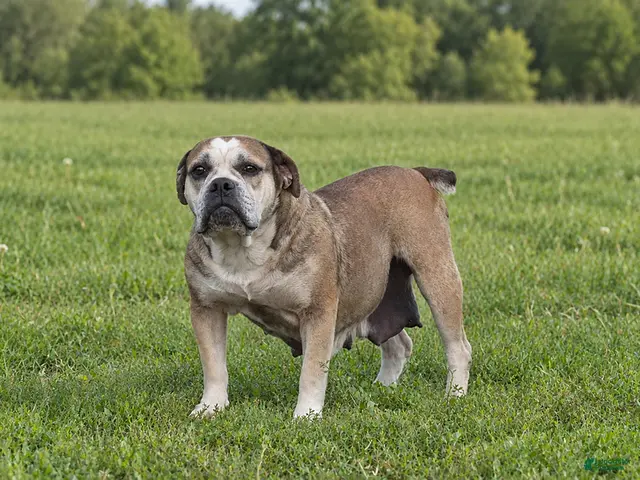 Olde English Bulldogge dogs for sale: Kathy - Ad 1