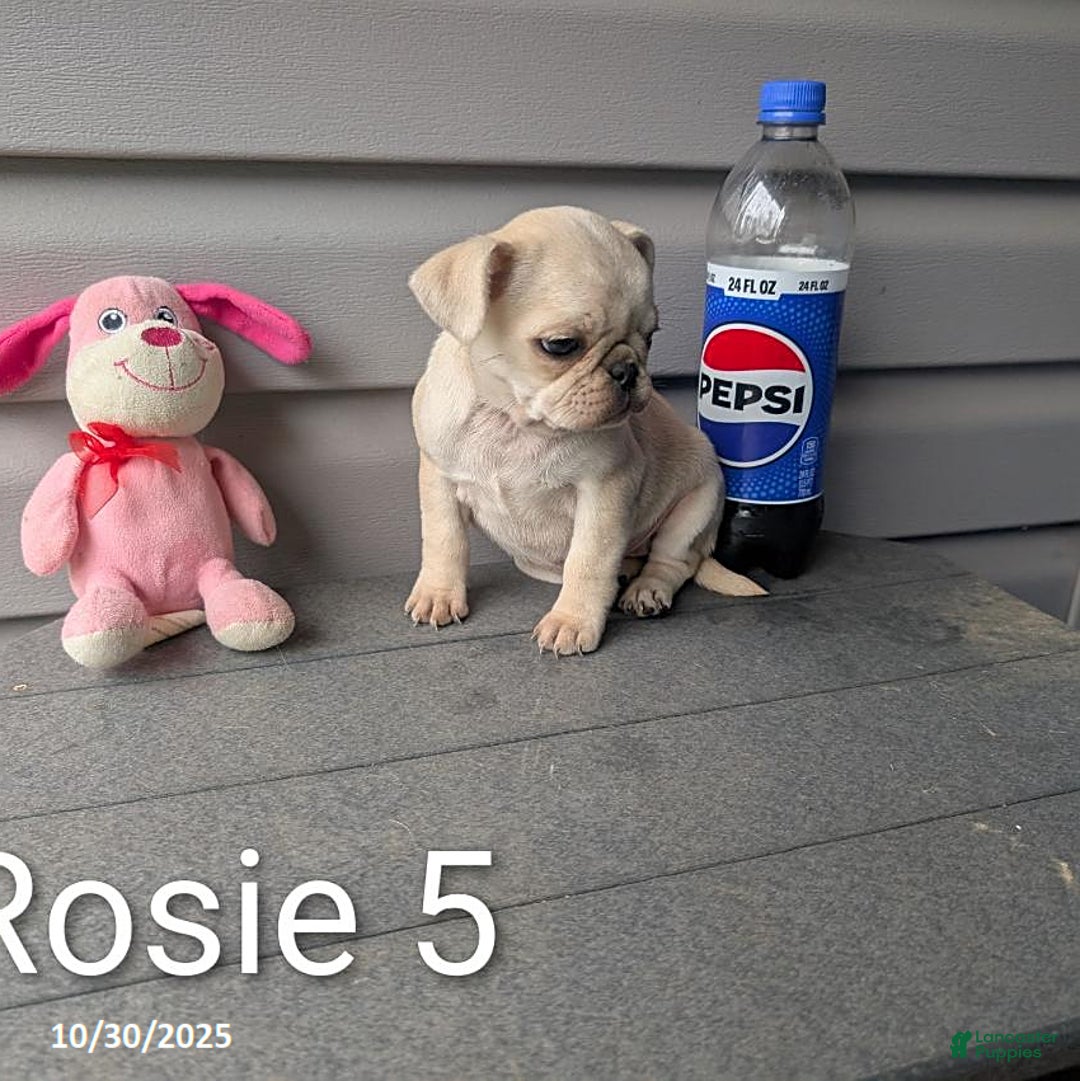 Pug dogs for sale: Rosie - Ad 7