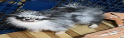 Pomeranian dogs for sale: Grace  - Ad 6