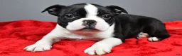 Boston Terrier dogs for sale: Kobe - Ad 6