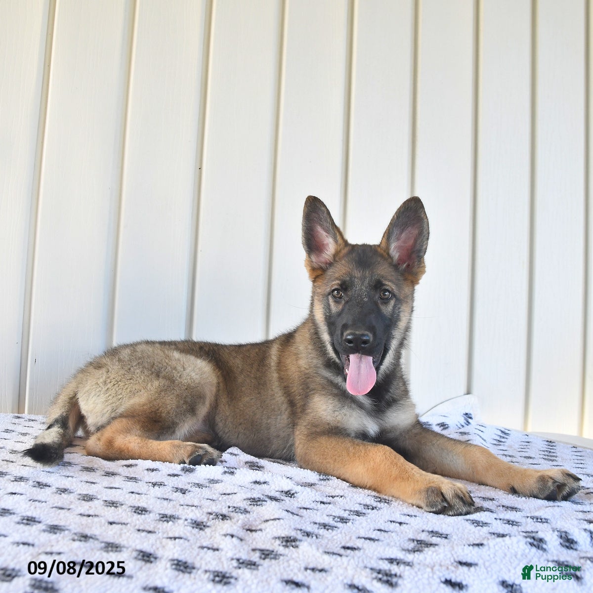 Oklahoma German Shepherd Rescue Organizations German Shepherd