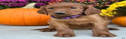 Irish Setter dogs for sale: Shiloh - Ad 3