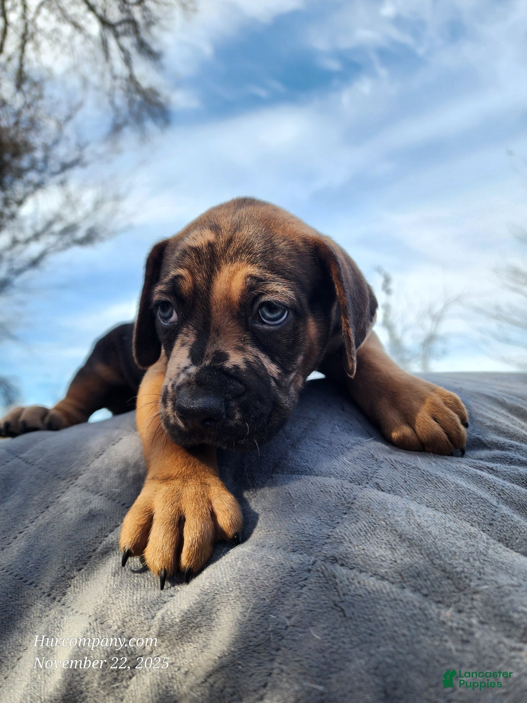Catahoula Leopard Dog dogs for sale: Tala 2025 Male 2 - Ad 27