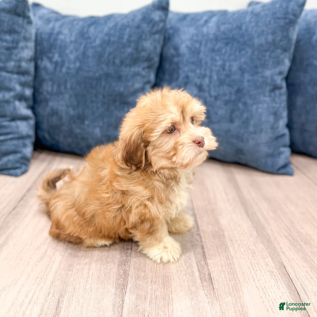 Havanese dogs for sale: Hunter - Ad 4
