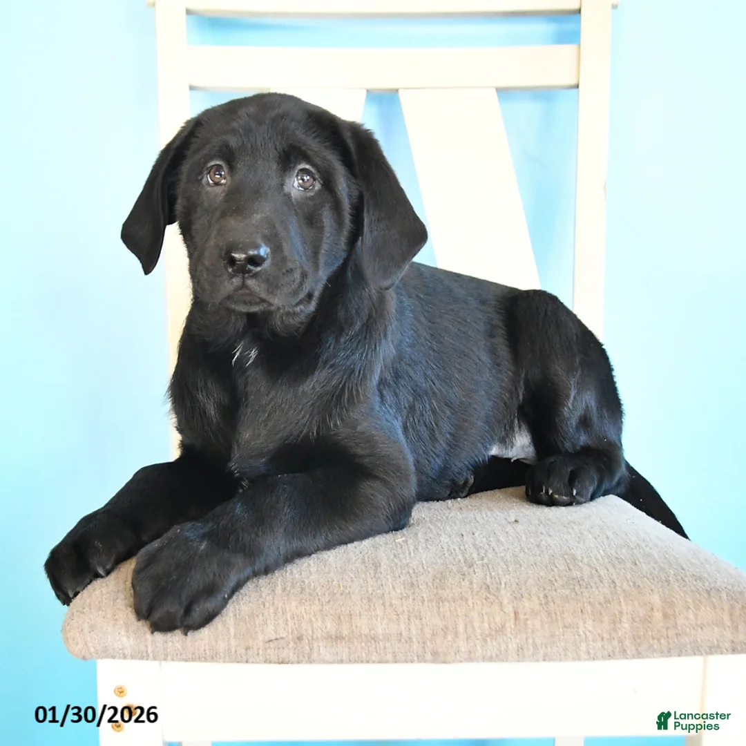 Labrador Retriever dogs for sale: Patsy - Ad 4