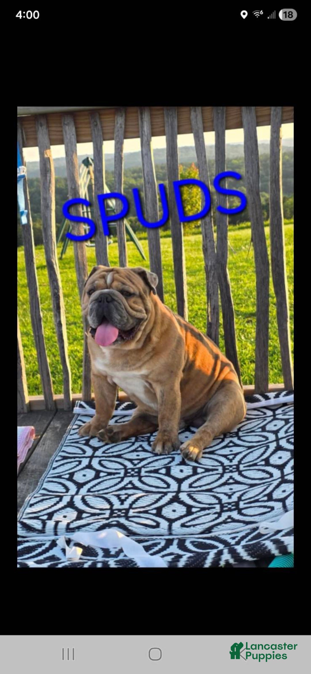 Mixed Breed dogs for sale: OLDE ENGLISH BULLDOG  - Ad 17