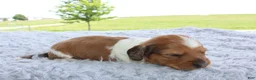Miniature Dachshund dogs for sale: Miniature Dachshund 3 - Ad 1