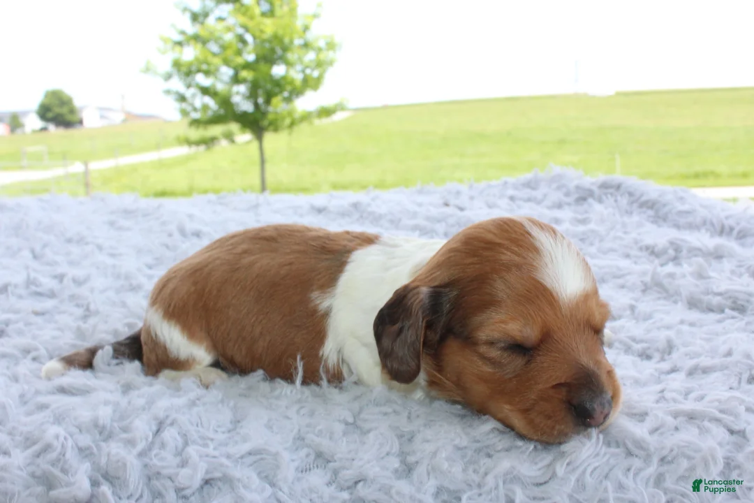 Miniature Dachshund dogs for sale: Miniature Dachshund 3 - Ad 1