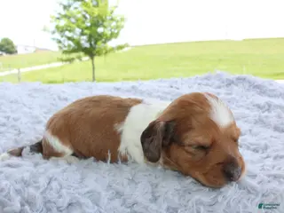 Miniature Dachshund dogs Miniature Dachshund 3 - Ad 20