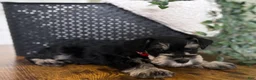 Miniature Schnauzer dogs for sale: Jack - Ad 9