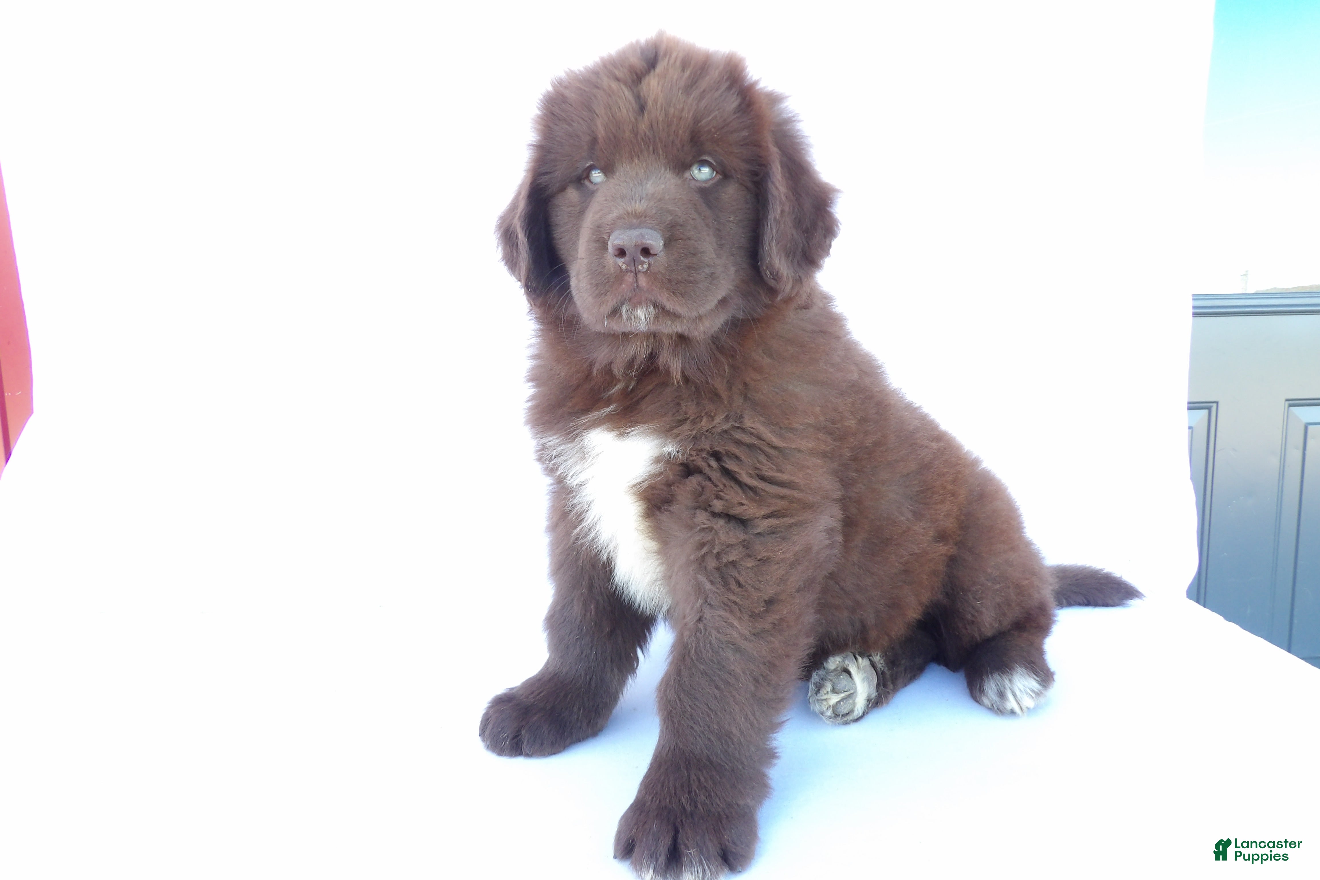 Newfoundland dogs for sale: Duke - Ad 1