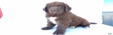 Duke