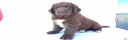 Newfoundland dogs for sale: Duke - Ad 1