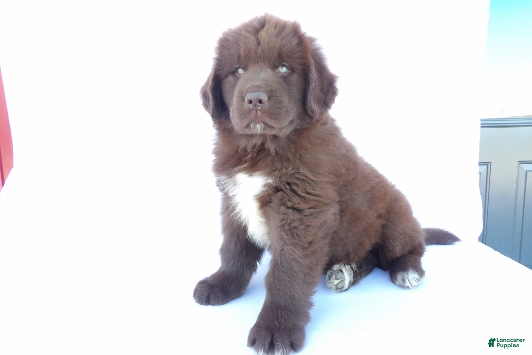 Newfoundland dogs for sale: Duke - Ad 1