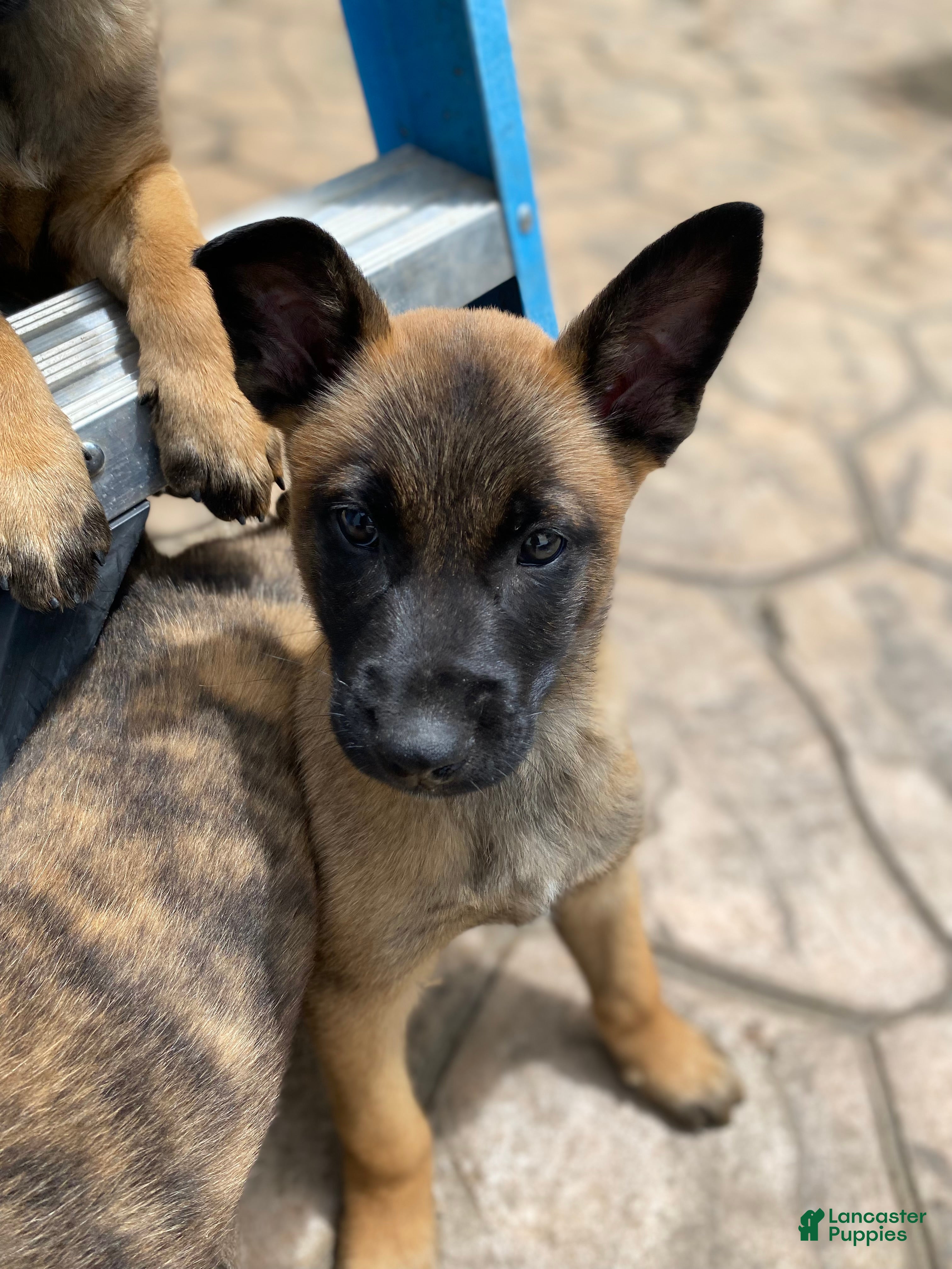 Mixed Breed dogs Mixed Breed Puppy 5 - Ad 10
