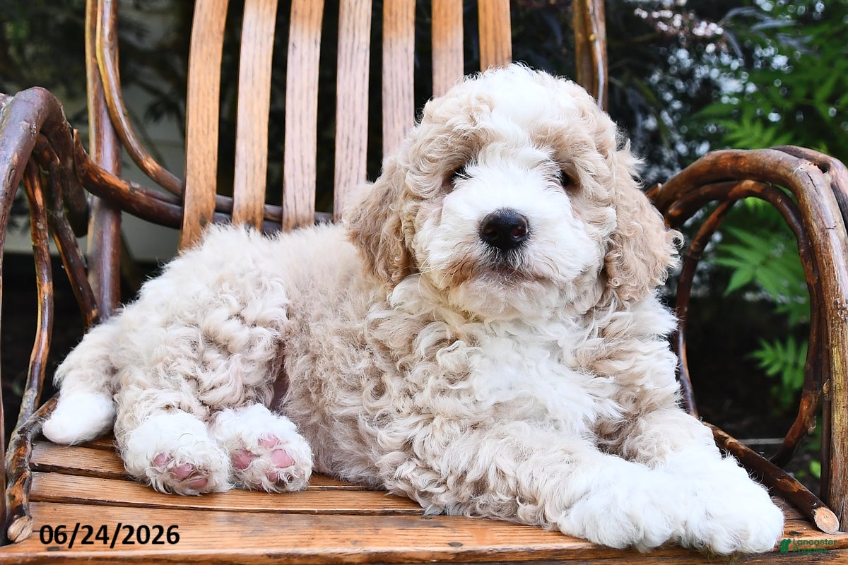 Mini Bernedoodle dogs Teddy - Ad 1