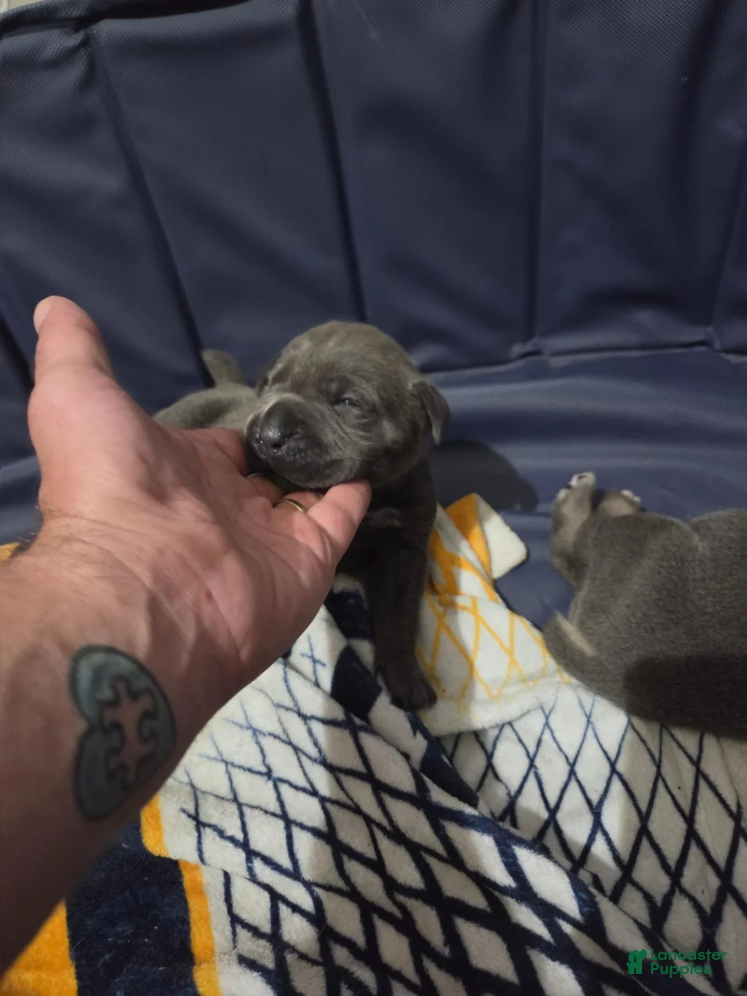 Cane Corso dogs for sale: Cane Corso 6 - Ad 2