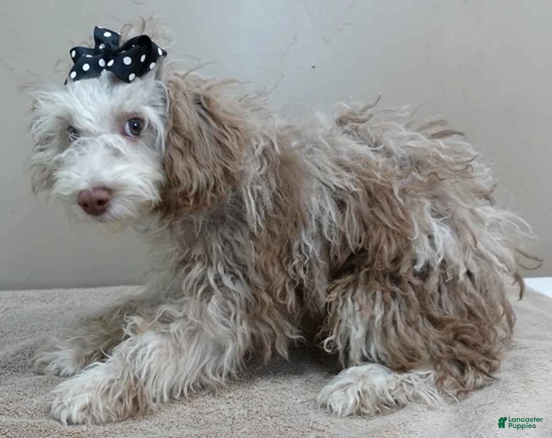 Toy Poodle dogs for sale: Chocolate merle rarest color in the world neutered - Ad 10