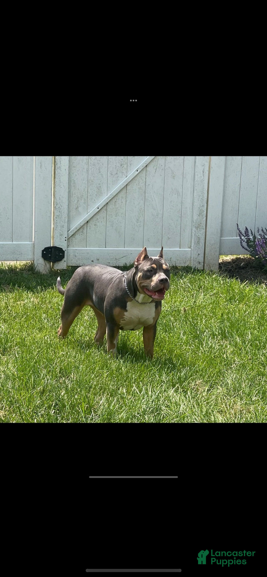 American Bully dogs for sale: Cookie Monster  - Ad 8