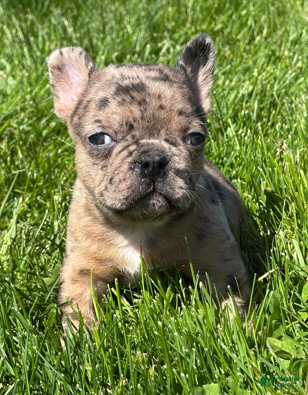 Frenchton dogs for sale: Coconut  - Ad 1