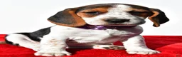 Beagle dogs for sale: Molly - Ad 6