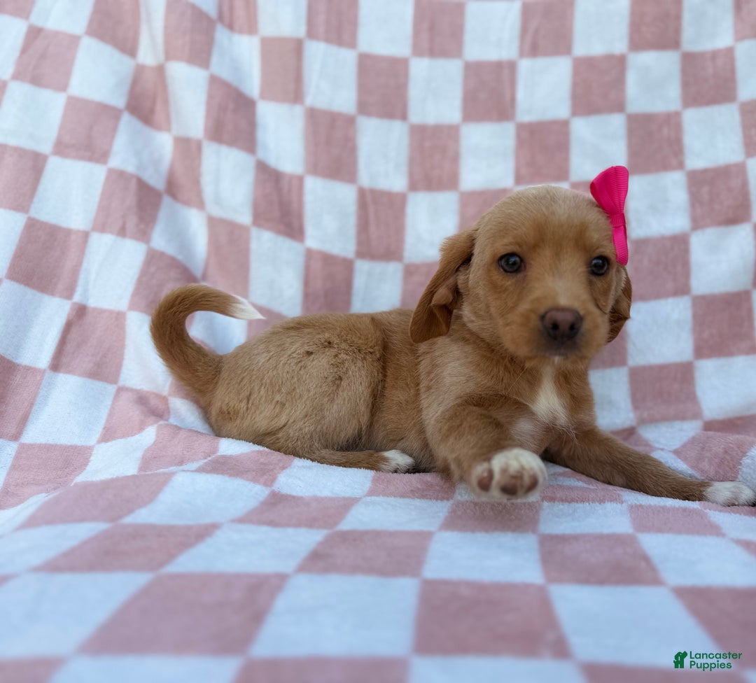 Beagle dogs for sale: Bunny - Ad 3