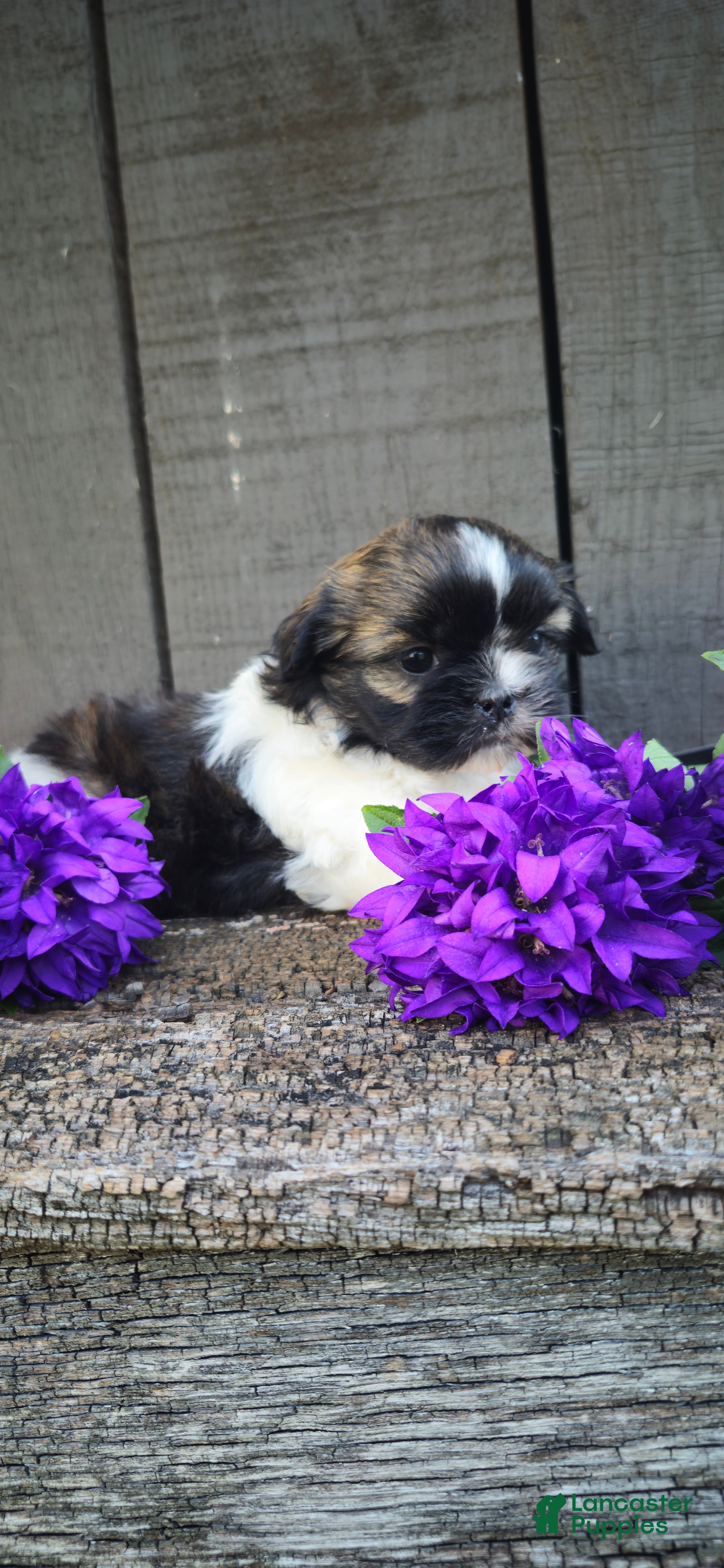 Teddy Bear dogs Pandora - Ad 1