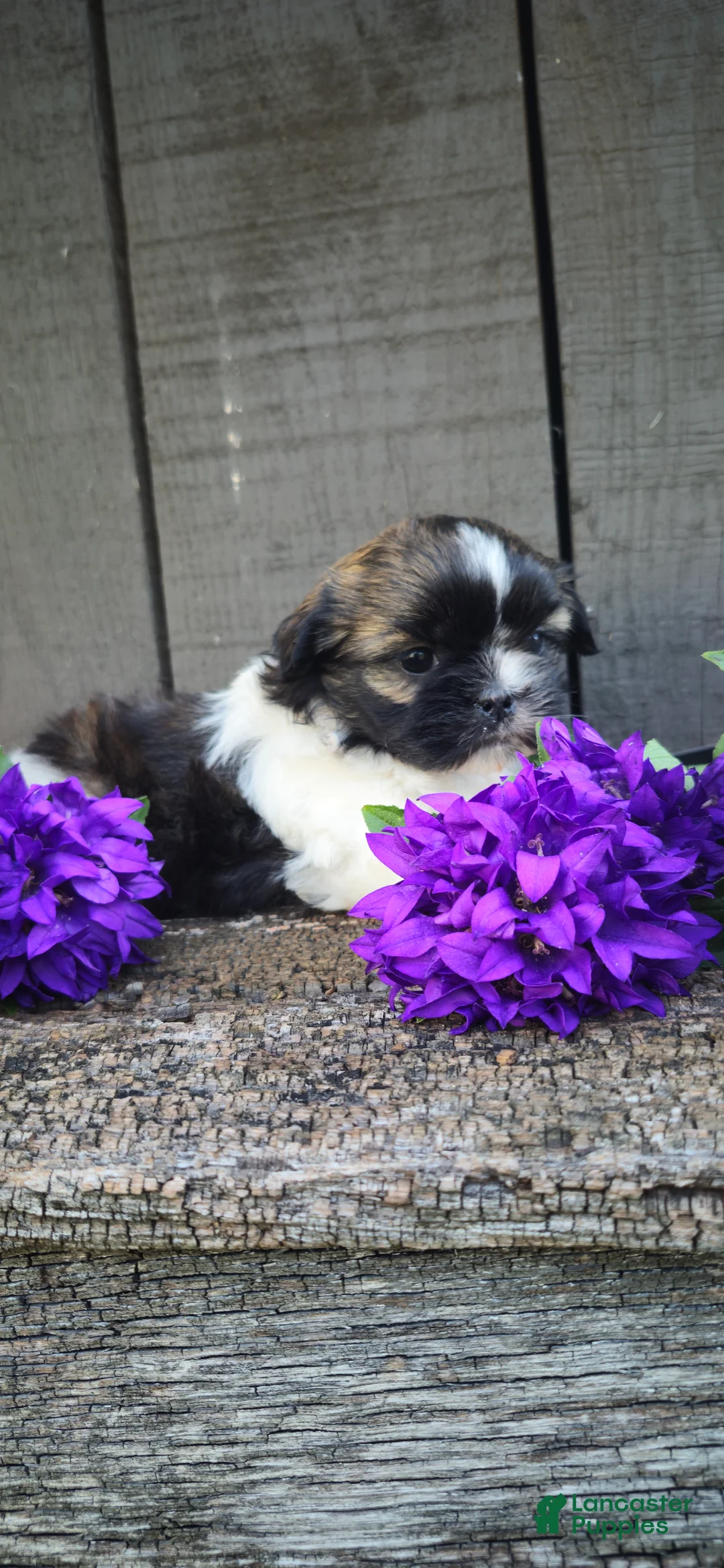 Teddy Bear dogs for sale: Pandora - Ad 1