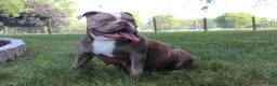 Olde English Bulldogge dogs for sale: Olde English Bulldogge 1 - Ad 8