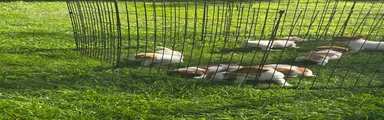Jack Russell Terrier 1