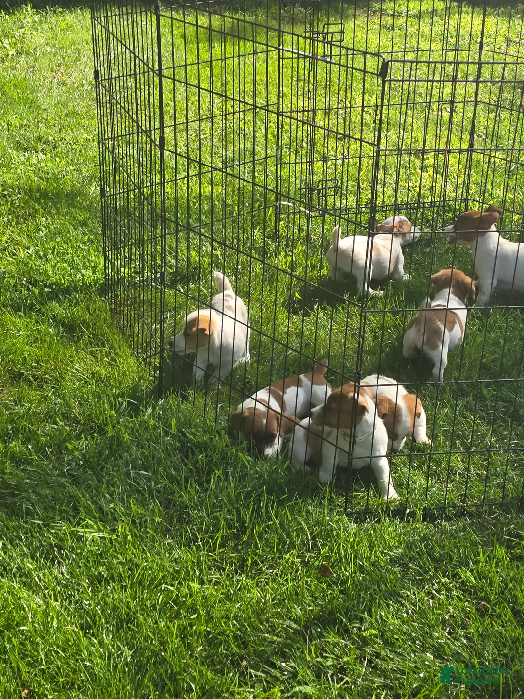 Jack Russell Terrier dogs for sale: Jack Russell Terrier 1 - Ad 1