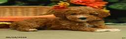 Miniature Poodle dogs for sale: Goldie - Ad 5