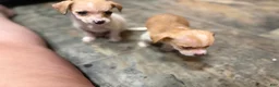 Chihuahua dogs for sale: Millie and Josie - Ad 4