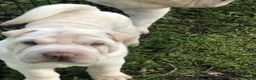 Shar Pei dogs for sale: Shar Pei Puppy 1 - Ad 11