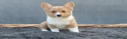 Welsh Corgi Pembroke dogs for sale: Tempest - Ad 5