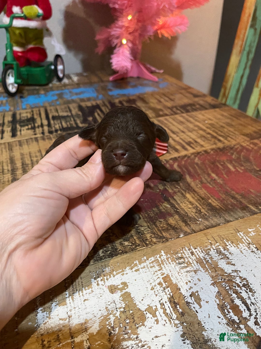 Miniature Poodle dogs for sale: Akc Clear Chocolate Phantom Boy 2 - Ad 9