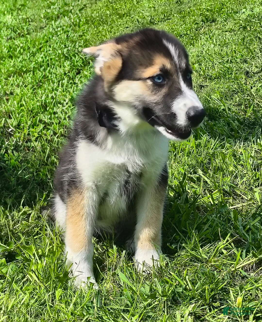 Gerberian Shepsky dogs for sale: Gerberian Shepsky Pepper - Ad 1