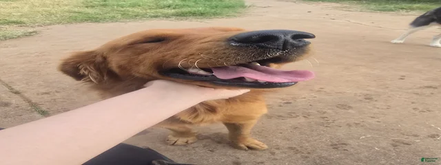 Clyde