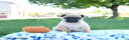 Jug dogs for sale: Tassle - Ad 3