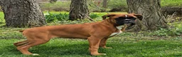 Boxer dogs for sale: Bailey  - Ad 1