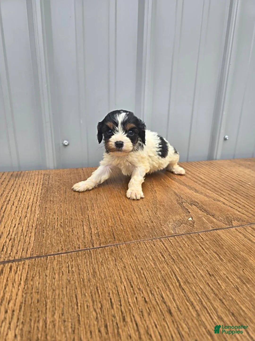 Cavapoo dogs for sale: Buster - Ad 3