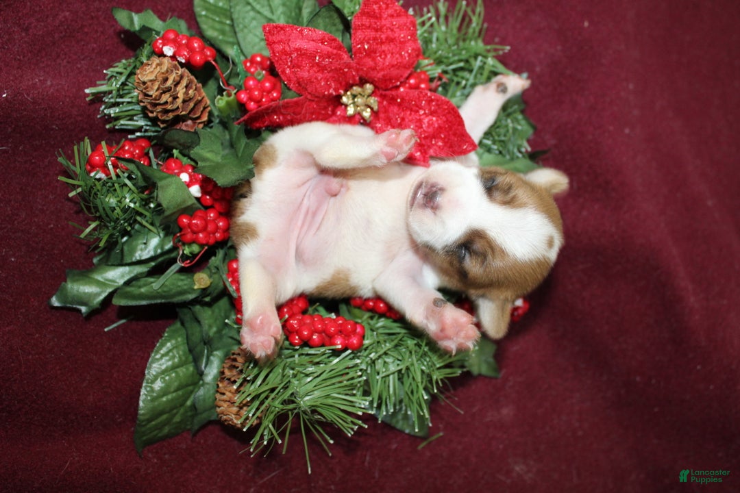 Jack Russell Terrier dogs for sale: Snickers - Ad 4