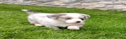 Welsh Corgi Pembroke dogs for sale: Welsh Corgi Pembroke 1 - Ad 4