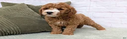 Mini Goldendoodle dogs for sale: Tika - Ad 5
