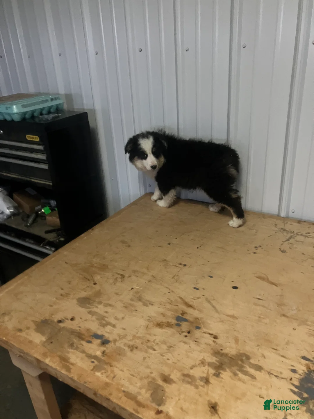 Miniature Australian Shepherd dogs for sale: Ruben - Ad 4
