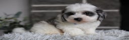 Maltipoo dogs for sale: Chubbs - Ad 17