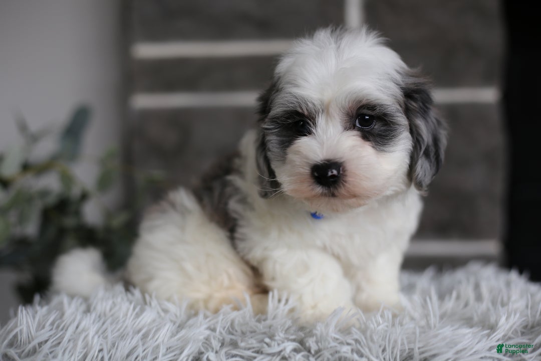Maltipoo dogs for sale: Chubbs - Ad 17